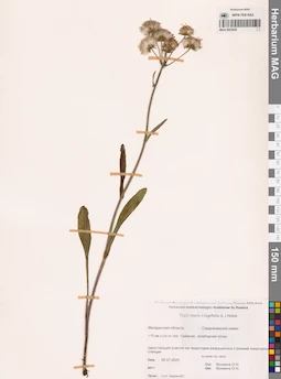 MAG 0023030
