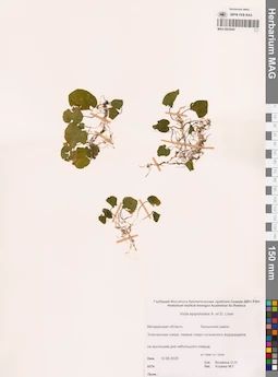 MAG 0023045