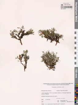 MAG 0023052