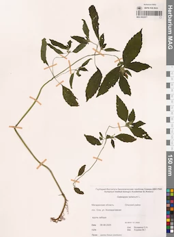 MAG 0022977