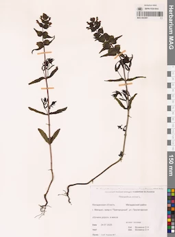 MAG 0022981