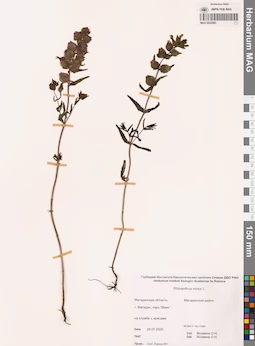 MAG 0022993
