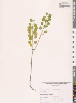 MAG 0022996