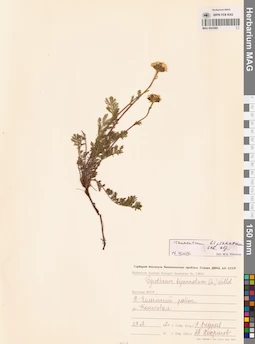 MAG 0023085