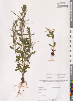 MAG 0019330
