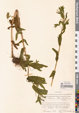 MAG 0023113