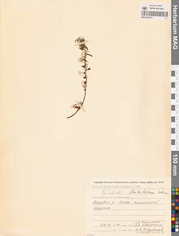 MAG 0023121
