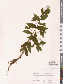 MAG 0023124