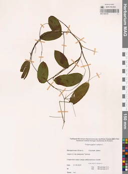 MAG 0023155