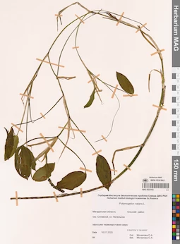 MAG 0023163