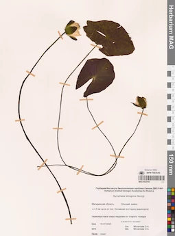 MAG 0023164