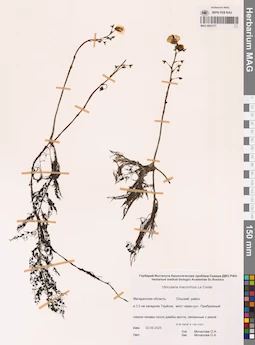 MAG 0023177