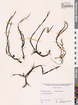 MAG 0023191
