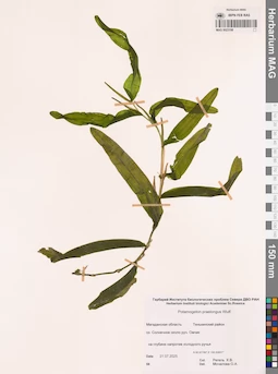 MAG 0023198