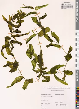 MAG 0023208