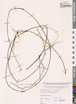 MAG 0023215