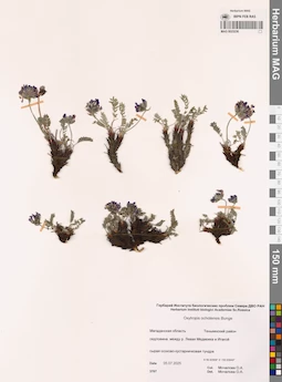 MAG 0023236