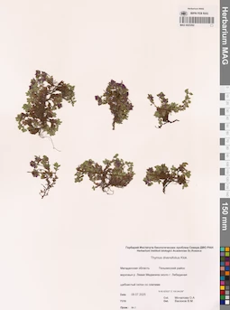 MAG 0023292