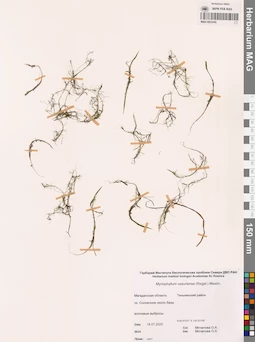 MAG 0023345
