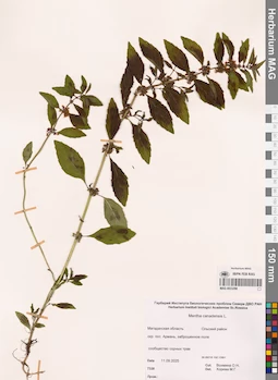 MAG 0023298
