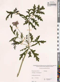 MAG 0023334