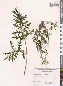 MAG 0023335