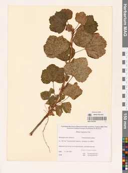 MAG 0023348