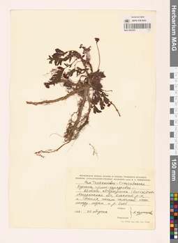 MAG 0023353