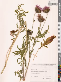 MAG 0023365