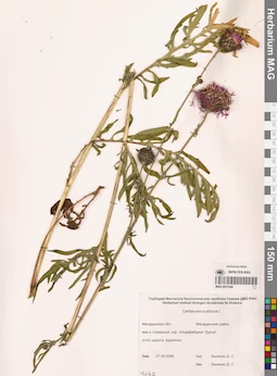 MAG 0023366