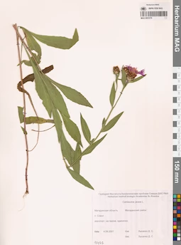 MAG 0023376