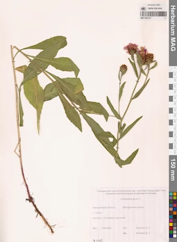 MAG 0023377