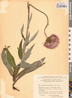 MAG 0023378