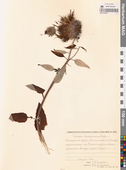 MAG 0023391