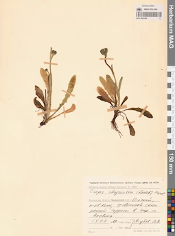 MAG 0023396