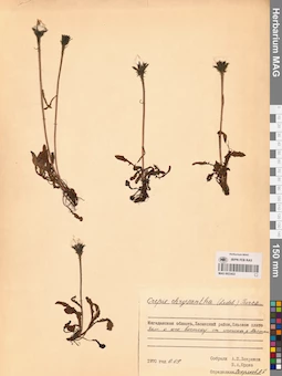 MAG 0023422