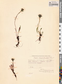 MAG 0023423