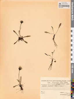 MAG 0023426