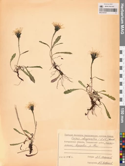 MAG 0023427