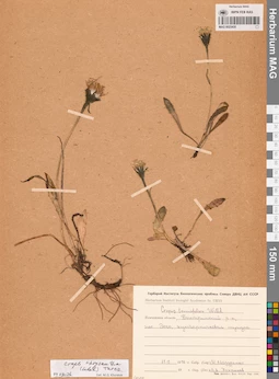 MAG 0023435