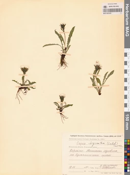 MAG 0023439