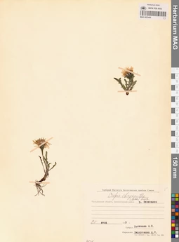 MAG 0023450