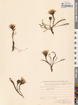 MAG 0023452