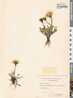 MAG 0023454