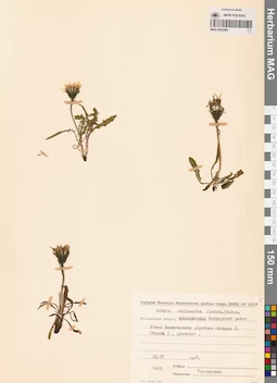 MAG 0023466
