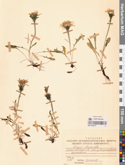 MAG 0023470