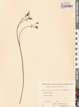 MAG 0023477
