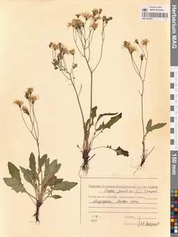 MAG 0023481