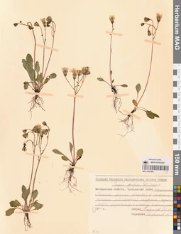 MAG 0023484