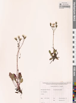 MAG 0023488